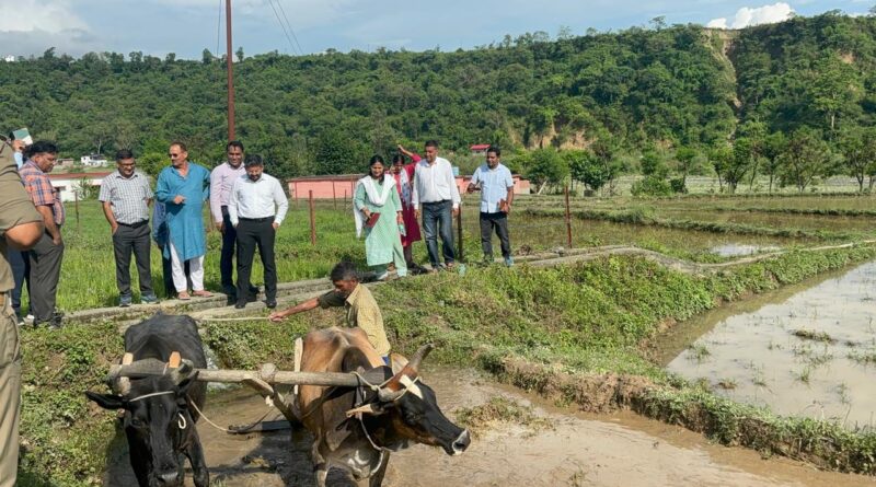 विलुप्ति से पुनर्जीवन तक: दून बासमती को जिला प्रशासन ने दिलाई नई पहचान