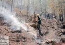 चकराता वन प्रभाग में भड़की आग, 50 कर्मियों ने मोर्चा संभाल बचाए सैकड़ों हेक्टेयर जंगल